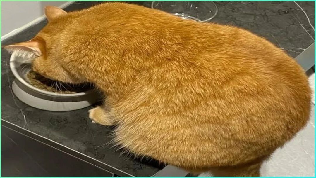 猫的「胡须疲劳」：兽医诊断里其实没有这个词