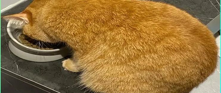 猫的「胡须疲劳」：兽医诊断里其实没有这个词