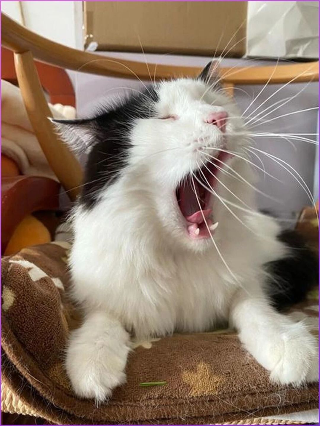 猫的「胡须疲劳」：兽医诊断里其实没有这个词