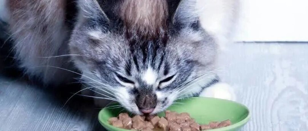猫的「胡须疲劳」：兽医诊断里其实没有这个词