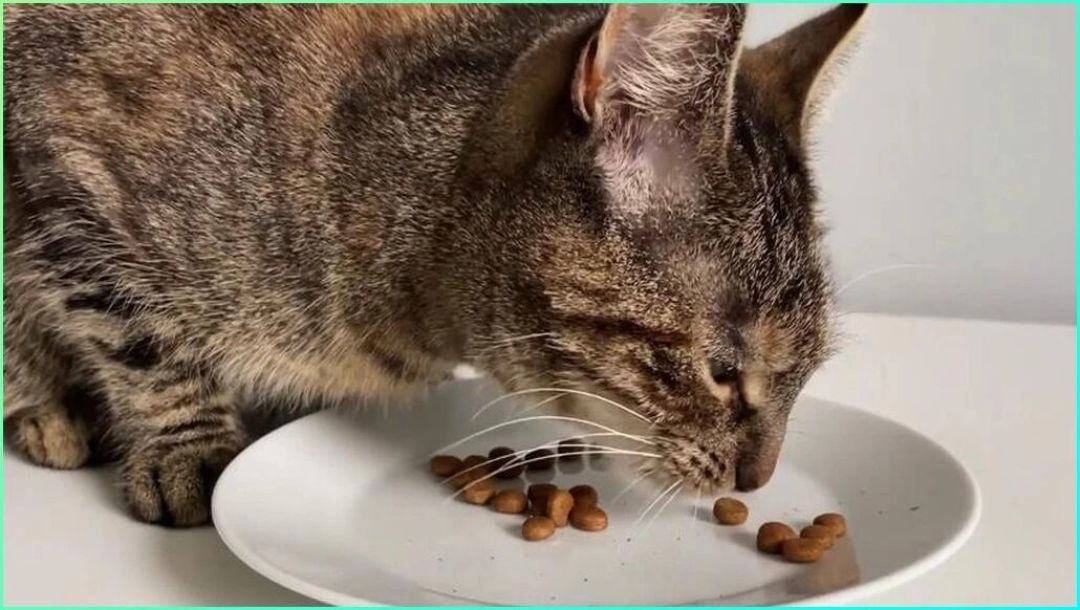 猫的「胡须疲劳」：兽医诊断里其实没有这个词