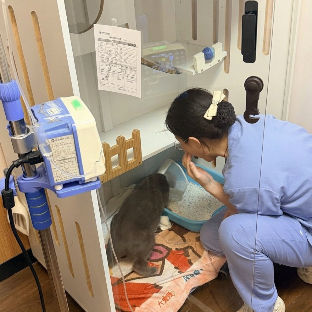 肾功检查有人报2000、有人报6000，宠物医院却在一排排转让：中报和账单对完账，毛孩子看病贵就贵在这4个坑