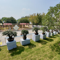 阳朔硫磺桂花事件坐实、盛花期就在这周：秋天第一瓶桂花泡酒，先把4个数字和1条线对清楚