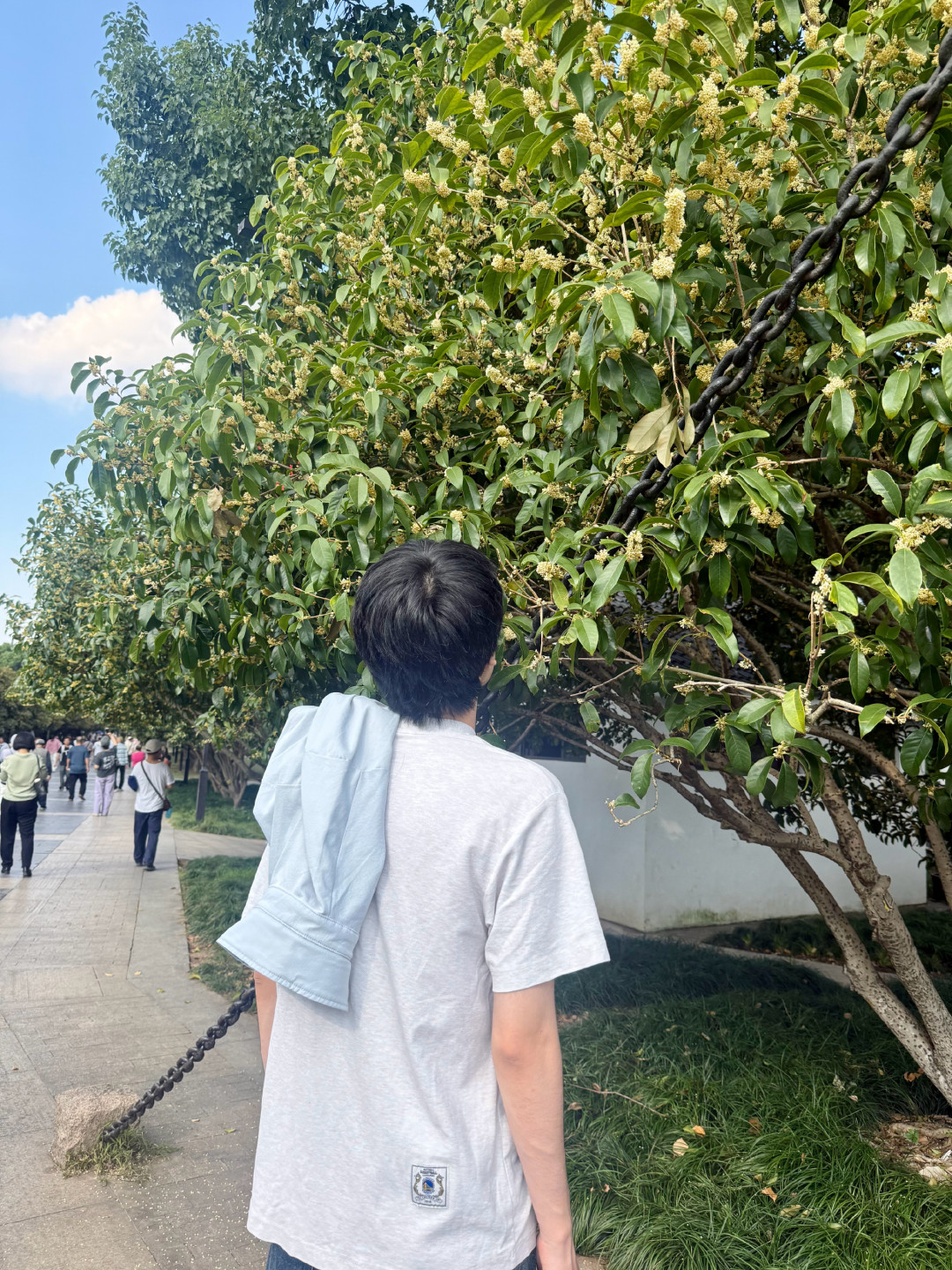 阳朔硫磺桂花事件坐实、盛花期就在这周：秋天第一瓶桂花泡酒，先把4个数字和1条线对清楚