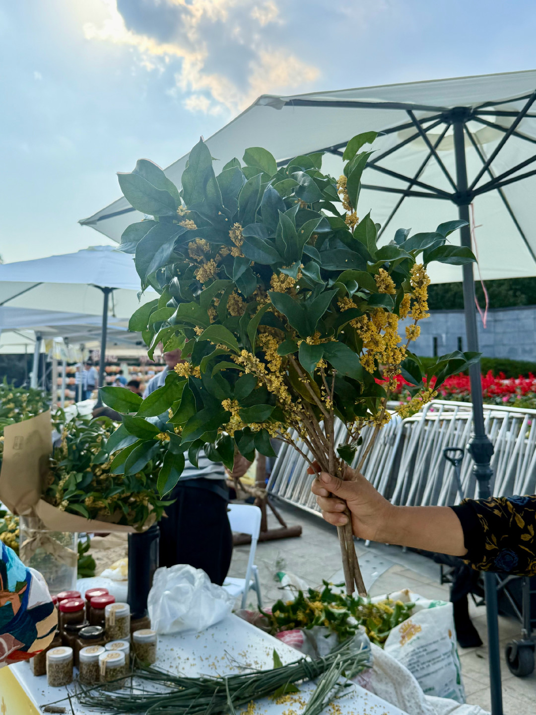 阳朔硫磺桂花事件坐实、盛花期就在这周：秋天第一瓶桂花泡酒，先把4个数字和1条线对清楚