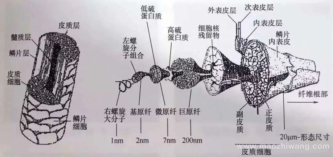 羊毛袜湿了为何还保暖?美利奴为何不扎又不能做100%纯羊毛