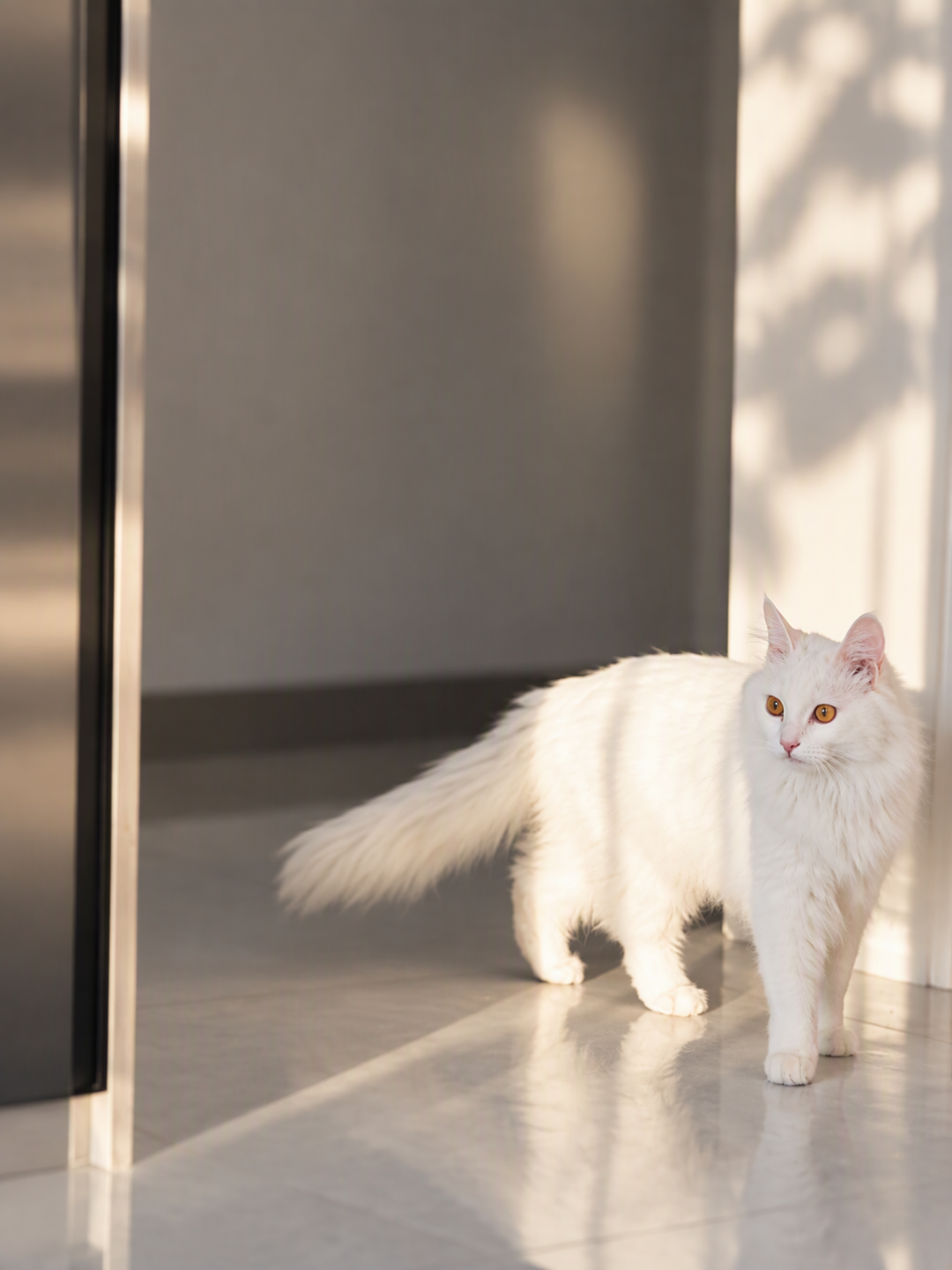 信阳电梯虐猫案仍在办理中！为何只“道歉”先行？养猫人必须懂的3件事