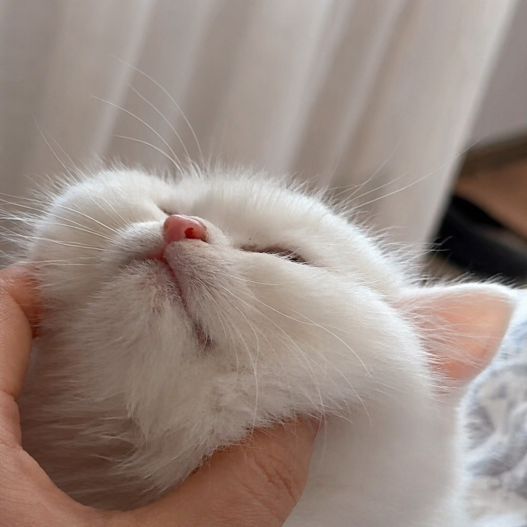信阳电梯虐猫案仍在办理中！为何只“道歉”先行？养猫人必须懂的3件事
