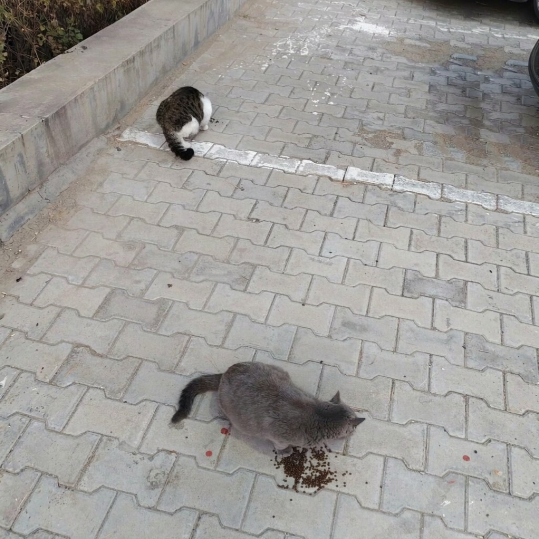 信阳电梯虐猫案仍在办理中！为何只“道歉”先行？养猫人必须懂的3件事