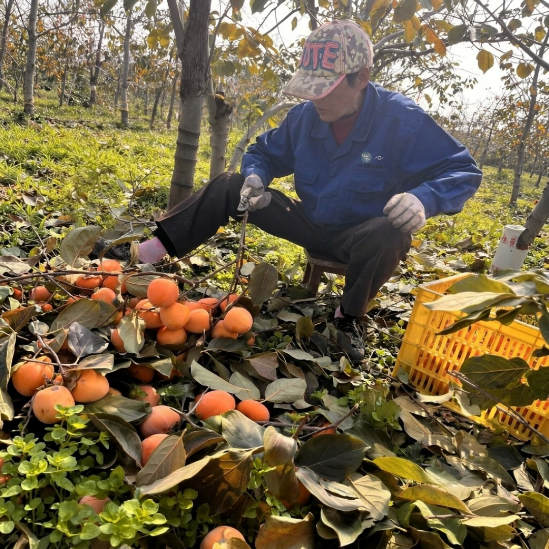 现在货架上的柿饼基本都是去年的库存：2026年的新饼还要再挂40天才下架，咬开之前先把白霜、陈货、8.9元80个这三个问题想明白
