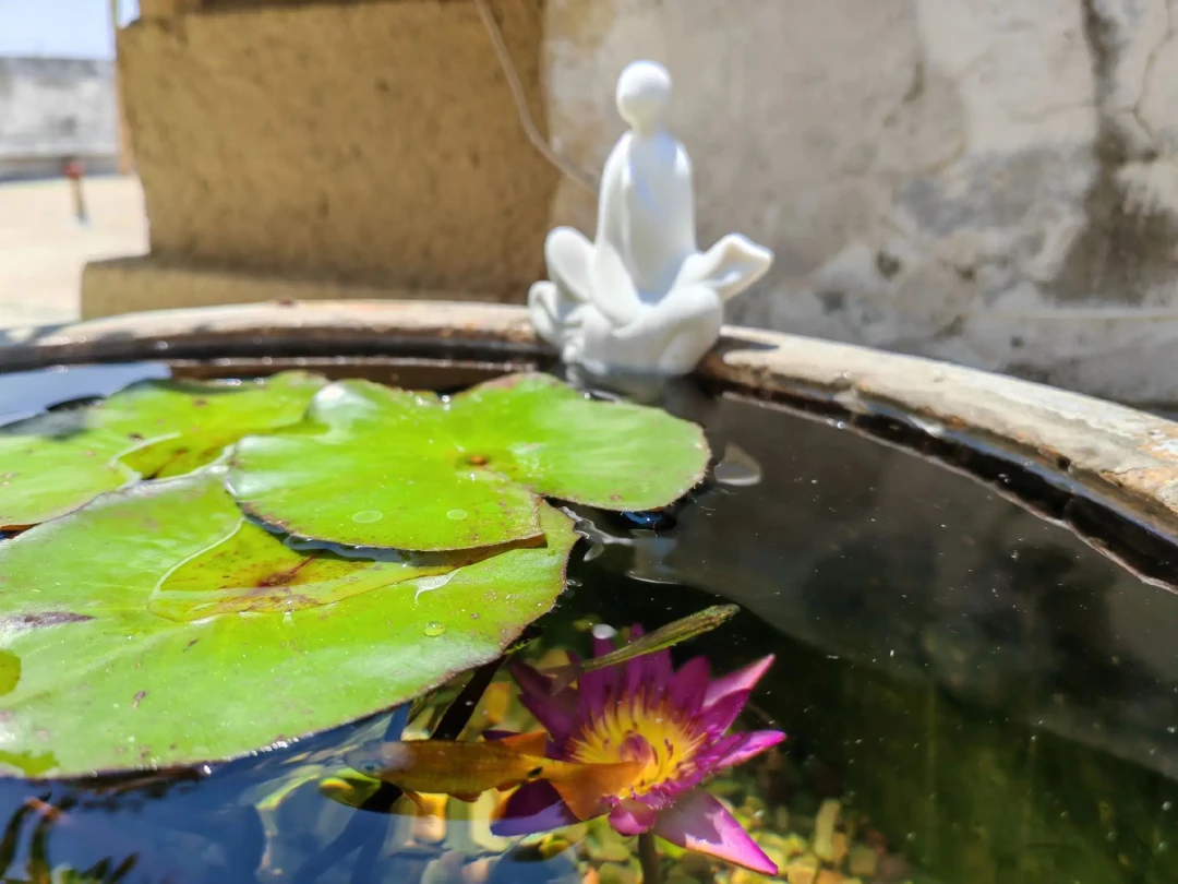 古法鱼缸不要设备,但要阳光、公母和克制