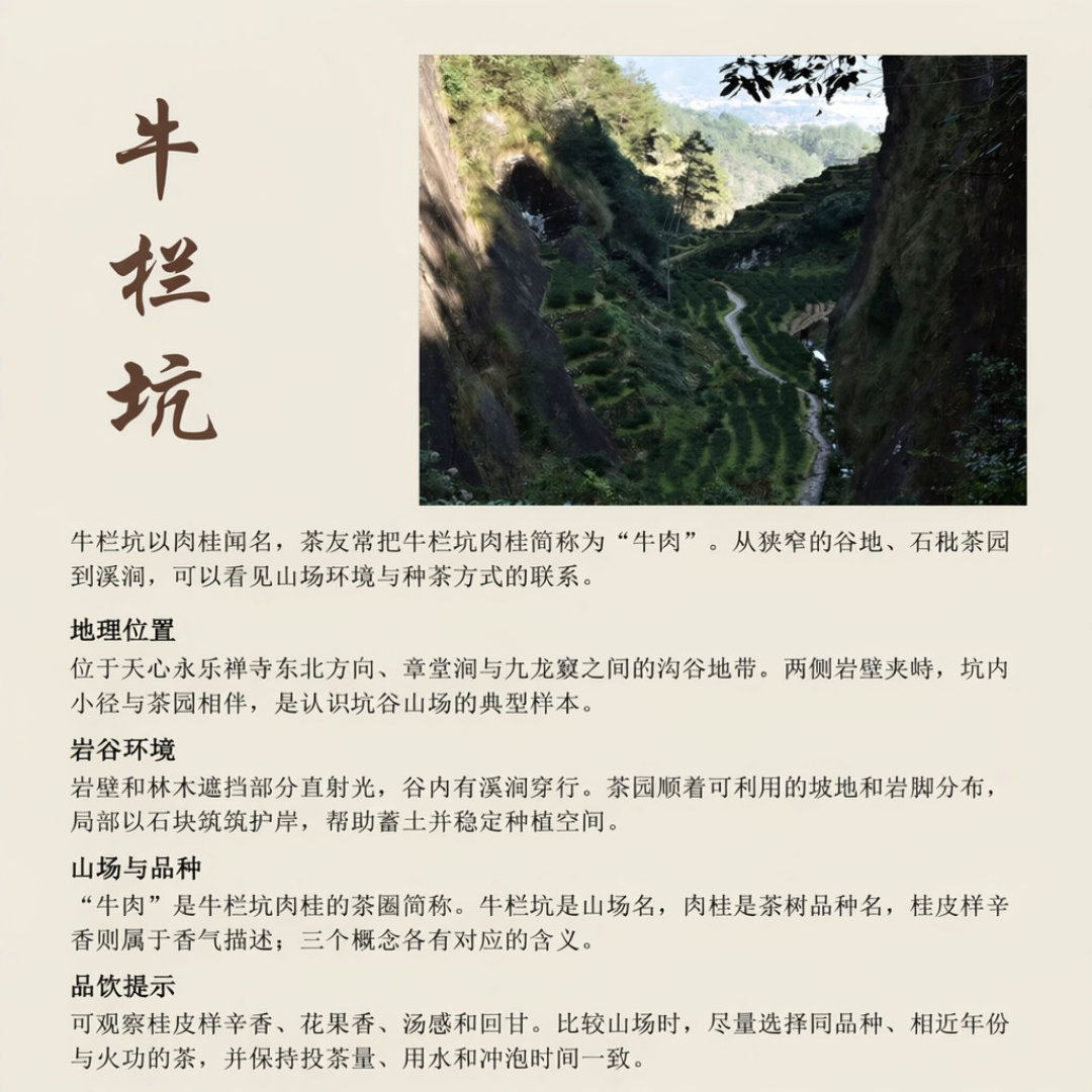 岩茶“退火”要放多久才算“一会儿”?我把三家茶商给出的退火时间表摆在一起,发现它们互相打架