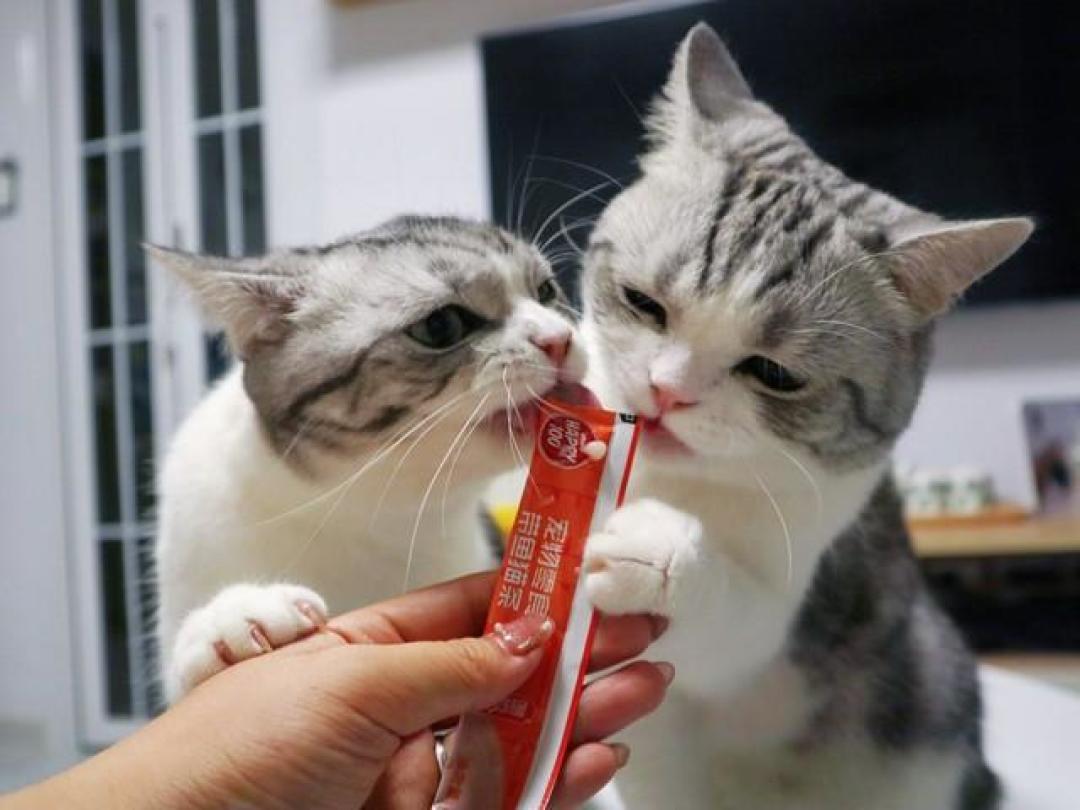秋天猫掉毛像雪,别先囤化毛膏: