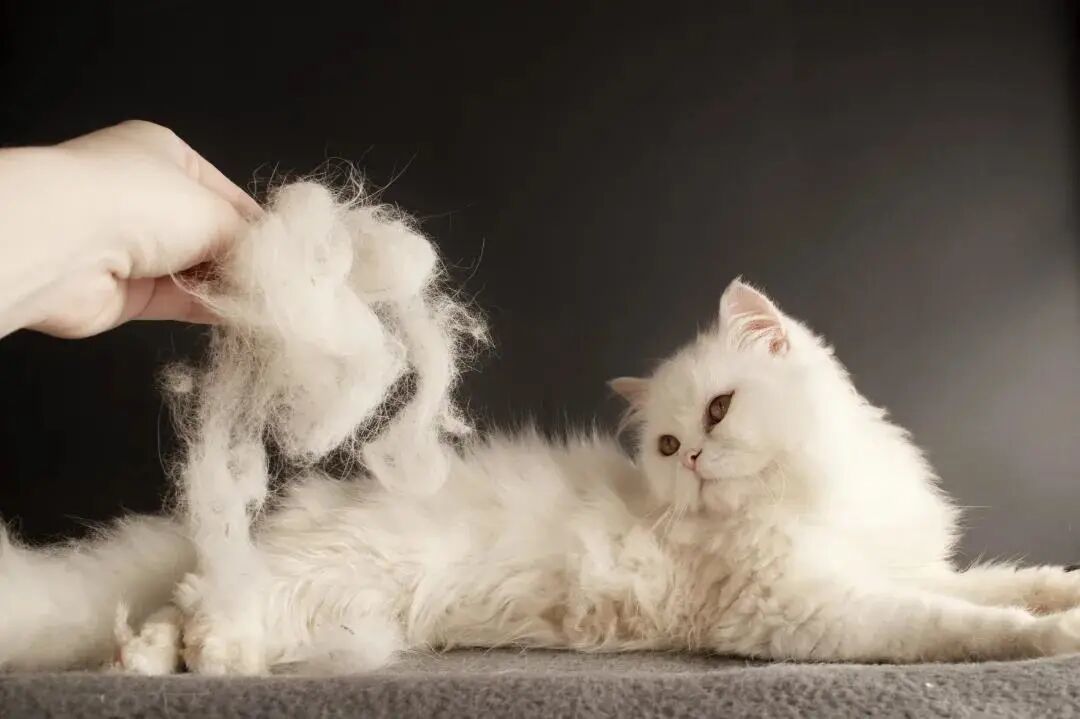 秋天猫掉毛像雪,别先囤化毛膏: