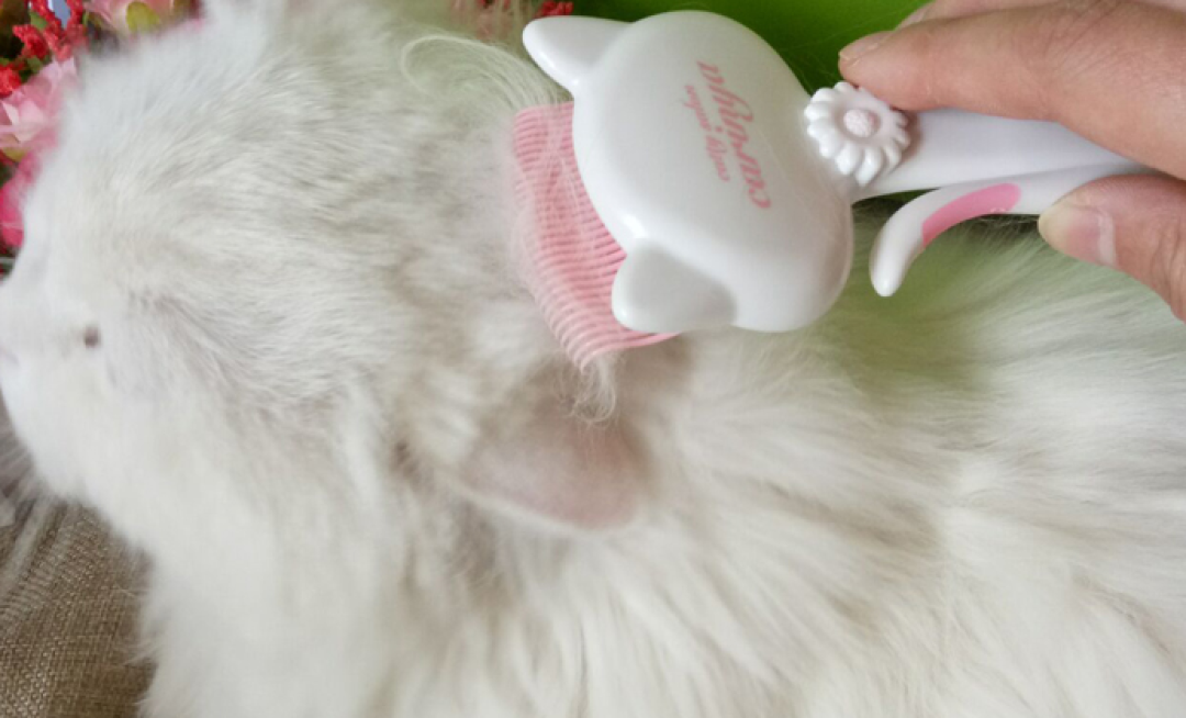 秋天猫掉毛像雪,别先囤化毛膏: