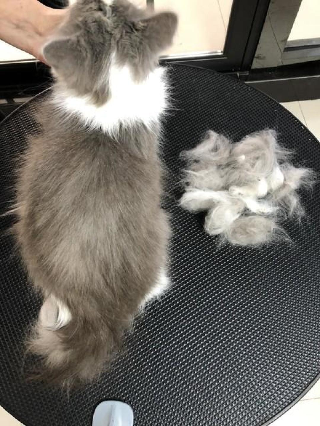 秋天猫掉毛像雪,别先囤化毛膏: