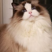 猫明明没出门，为什么这个秋天一身跳蚤？——30多篇铲屎官翻车实录，这场跳蚤战输在了蛹窗上