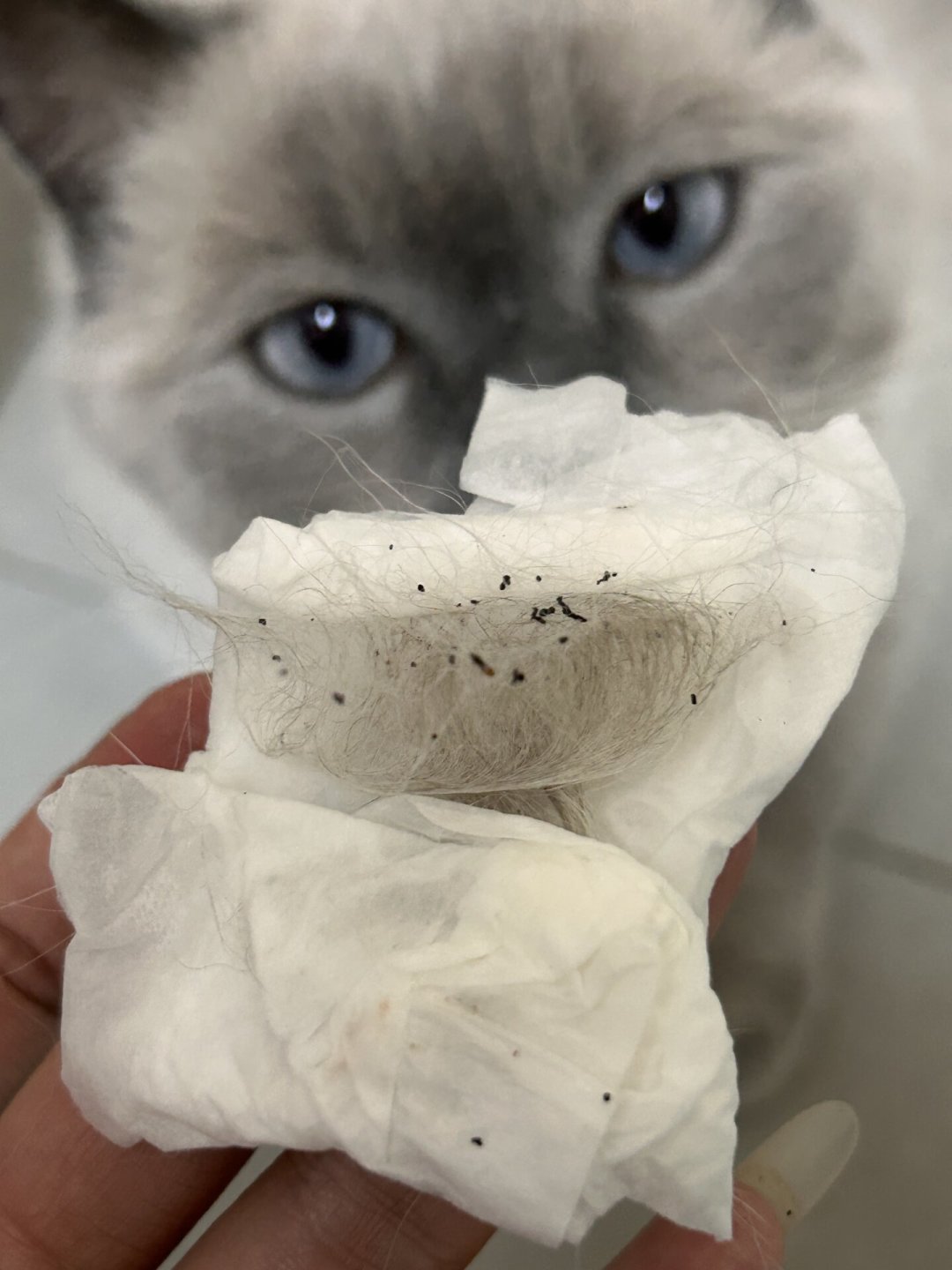 猫明明没出门，为什么这个秋天一身跳蚤？——30多篇铲屎官翻车实录，这场跳蚤战输在了蛹窗上