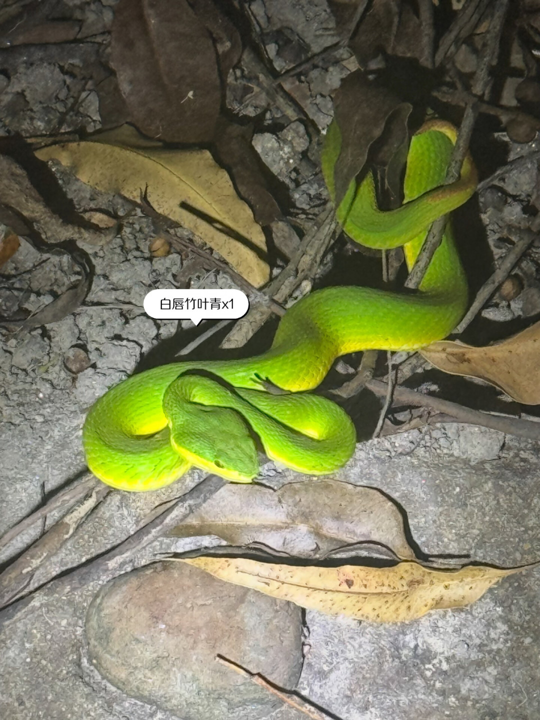 十月底深圳公交站又现竹叶青，双11的