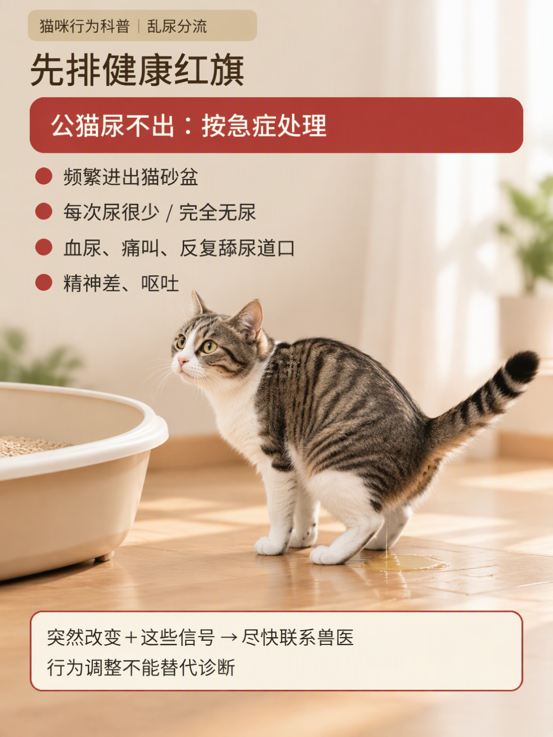 猫又尿床了？先别急着骂：蹲着尿和站着喷，查法是两回事