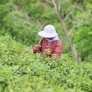 双11囤红茶前，先把口粮茶的水位摸清：从斤价48到5432，钱该花在哪一档