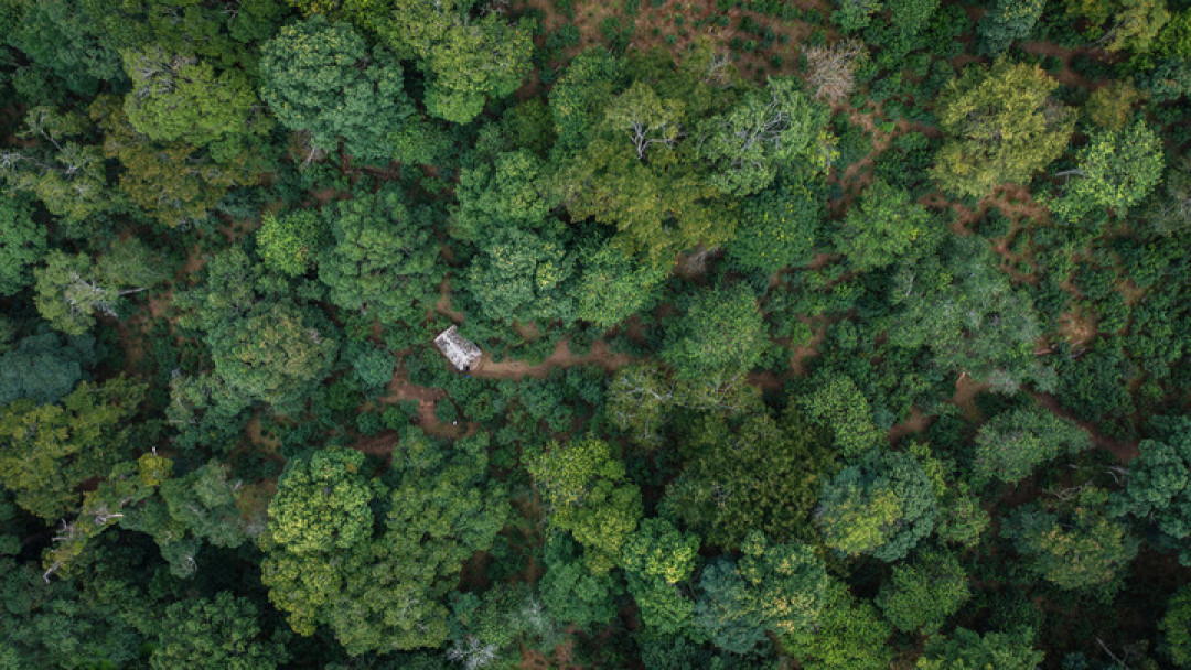 双11囤红茶前,先把口粮茶的水位摸清:从斤价48到5432,钱该花在哪一档