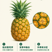 一个菠萝，原来不只来自一朵花？