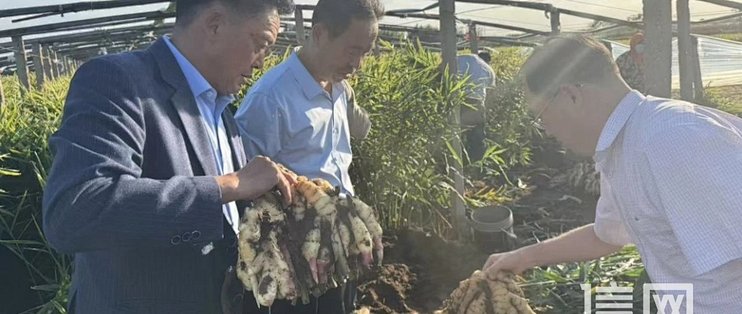 平度明村大姜试验田喜获增产 科技赋能姜农增收
