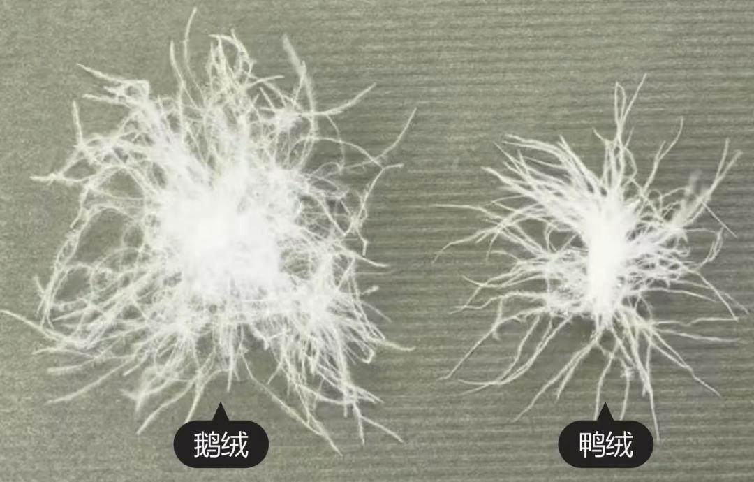 导购说波司登线上质量差？我排开一个月实拍对比帖，差别不在绒上