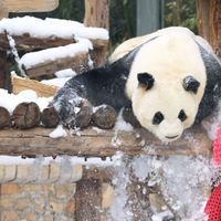 国际熊猫日十周年：两个节日、十年数据、6亿消费券，今年过节别再转错日期