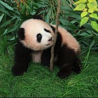 5只熊猫同框只剩43天：睿宝辉宝12月回国，曙宝10.30首秀