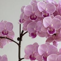 我养蝴蝶兰9年终于搞懂：多散光+多控水+多淡肥.是开花多三大秘籍