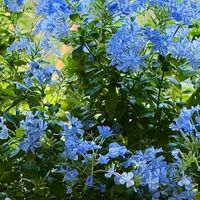 霜降后，修剪这7种花正当时，最快20天冒花苞，不黑杆