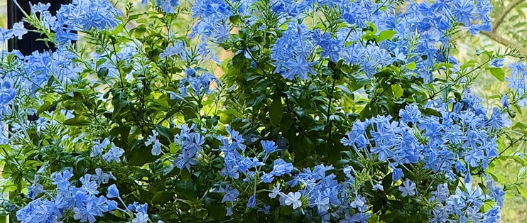 霜降后，修剪这7种花正当时，最快20天冒花苞，不黑杆