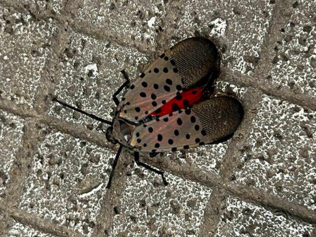 两条