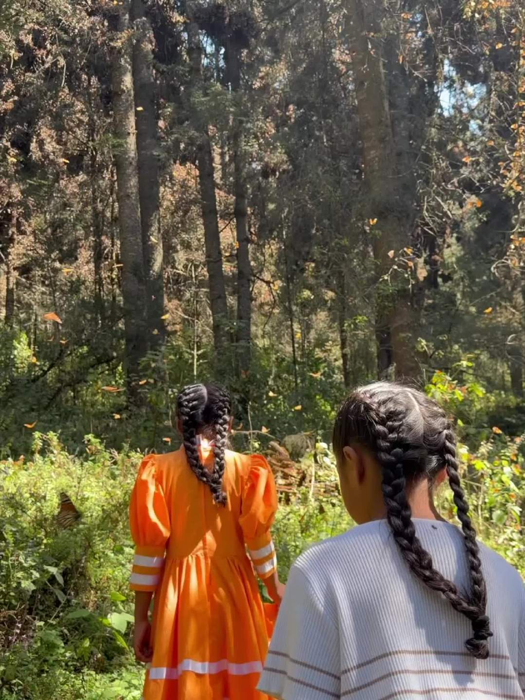 数百万只帝王蝶正把墨西哥森林染成橙色，可飞完全程的从来不是同一只