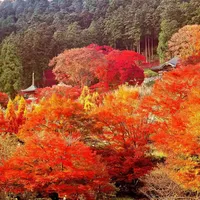 3978元自走、6990元报团、满屏都是雨：今秋想去熊野古道，先解开三个结