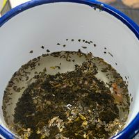 3500赞都在求做法：张一元煮奶茶复刻伯牙绝弦，先避开这3个坑