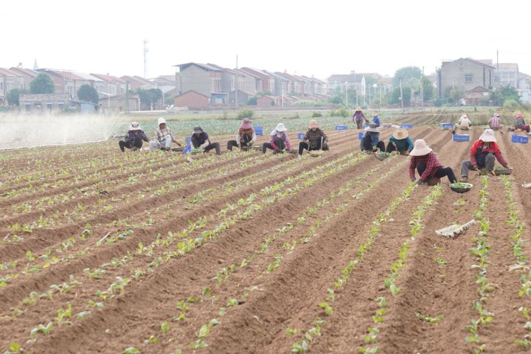新加坡10640人研究：抗炎饮食别急着买蓝莓，先把包子馒头换一换