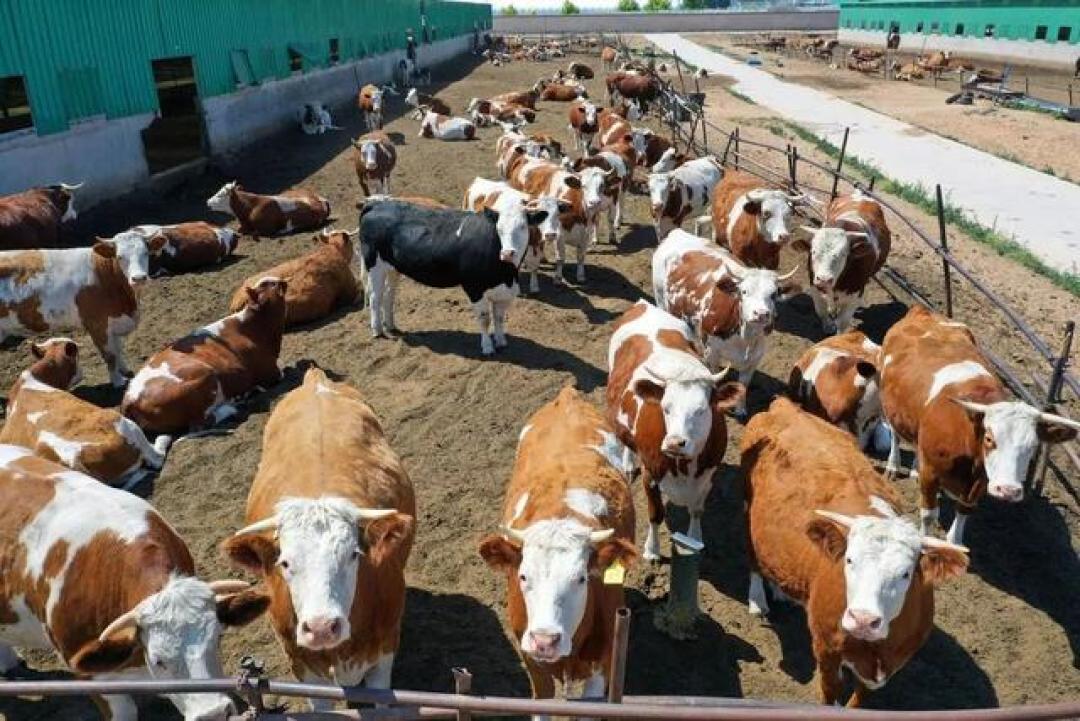牛肉一斤贵了近5元,还没涨完:巴西牛肉配额用完,配额外加税55%