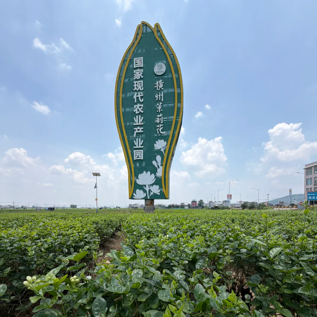 刚囤的茉莉花茶,别急着用开水泡,也别急着进冰箱
