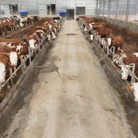 为什么全国潮汕牛肉店都爱用宁夏牛？3组数据看懂市场选择