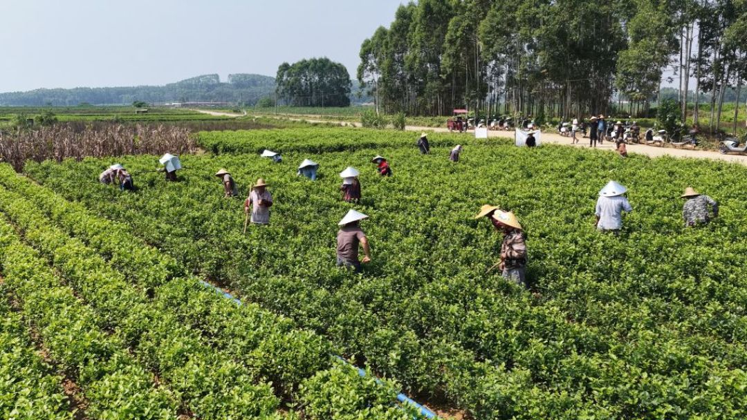双十一瓶装茉莉花茶大战:900ml卖4块9,为什么打不动6块一瓶的东方树叶?