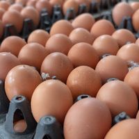 人体必需元素硒，可以杀死癌细胞？适当多吃5种食物，不怕缺硒