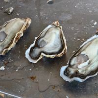 专程去外地吃蚝？先看这张“一颗价”和肥度窗口表：北方要等立冬，这三个南方产区现在正是开吃窗口