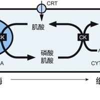 向佐“肾龄70岁”吓退一堆撸铁的：蛋白粉真不看冲多浓，该算的是这3个数