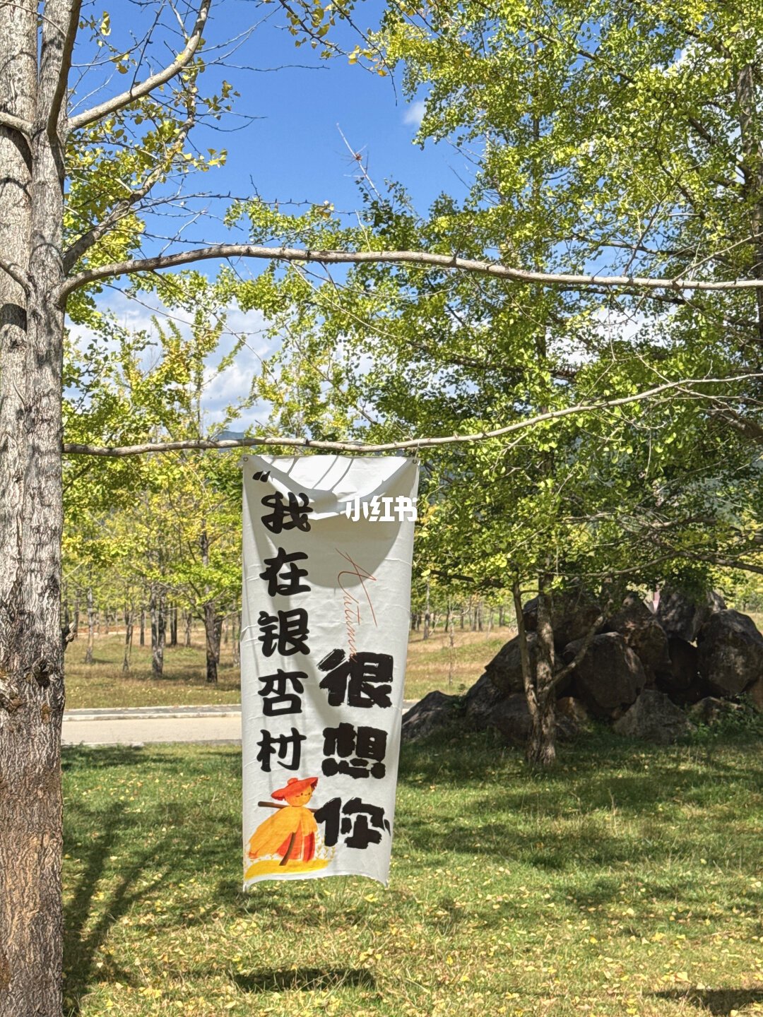 腾冲银杏村的黄金期，今年被天气提前了10天：11月出发，日子要按实拍照来订