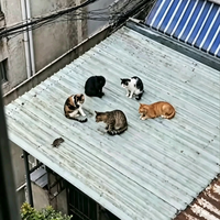 直接撞见猫界审判现场了，估计老鼠吓尿了
