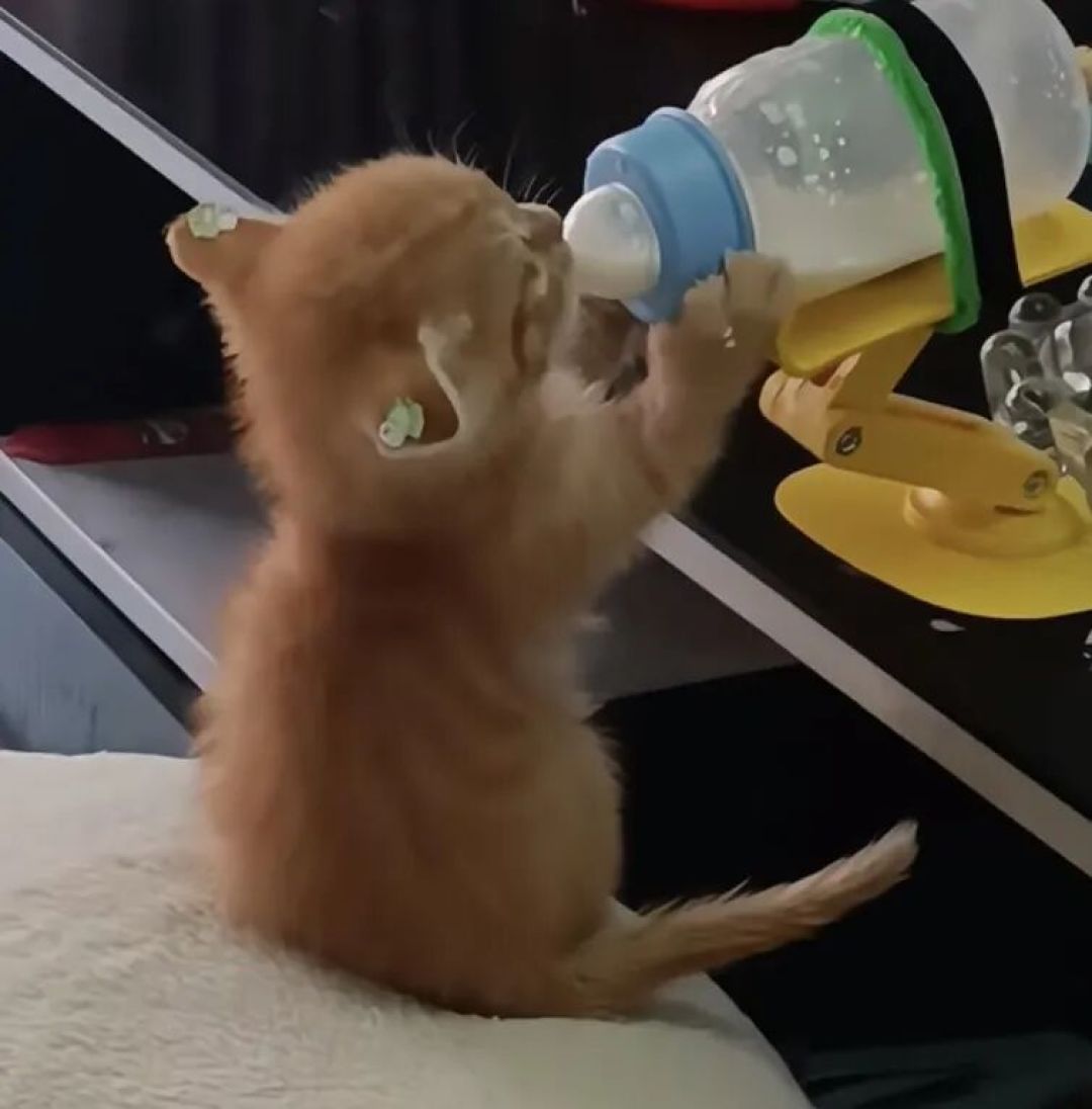 猫喝牛奶会拉肚子？乳糖是真凶，但“九成猫不耐受”没实验出处