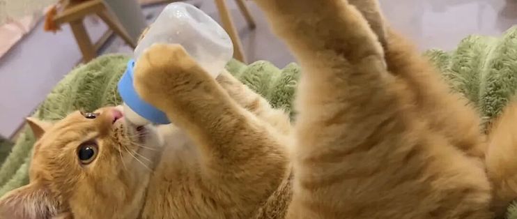 猫喝牛奶会拉肚子？乳糖是真凶，但“九成猫不耐受”没实验出处